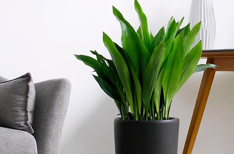 什么花耐陰適合室內養_室內養適合花耐陰的花卉_室內耐陰盆栽花卉