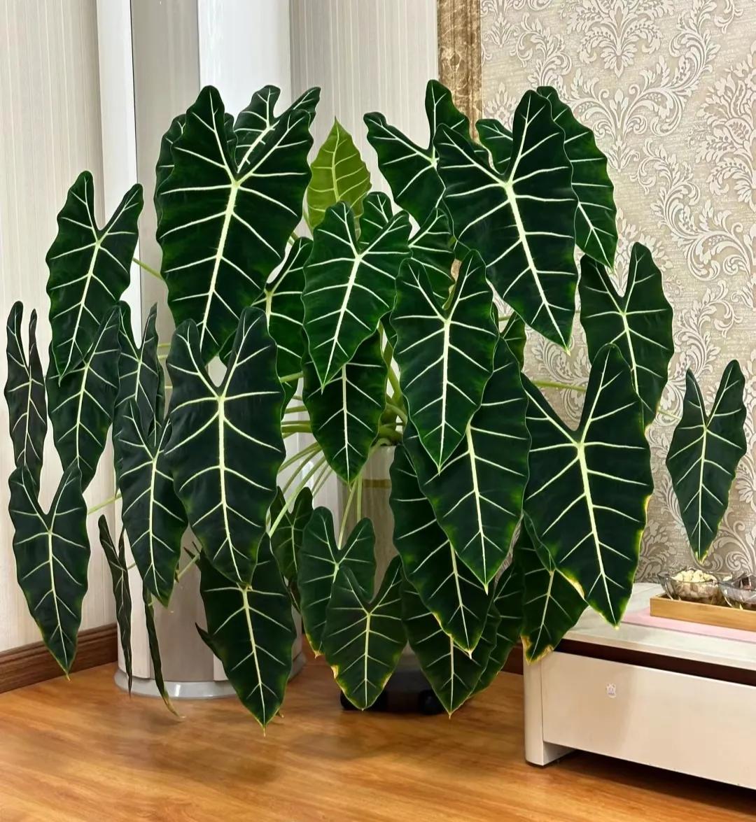 客廳綠植如何擺放_客廳裝飾植物_客廳裝飾綠植