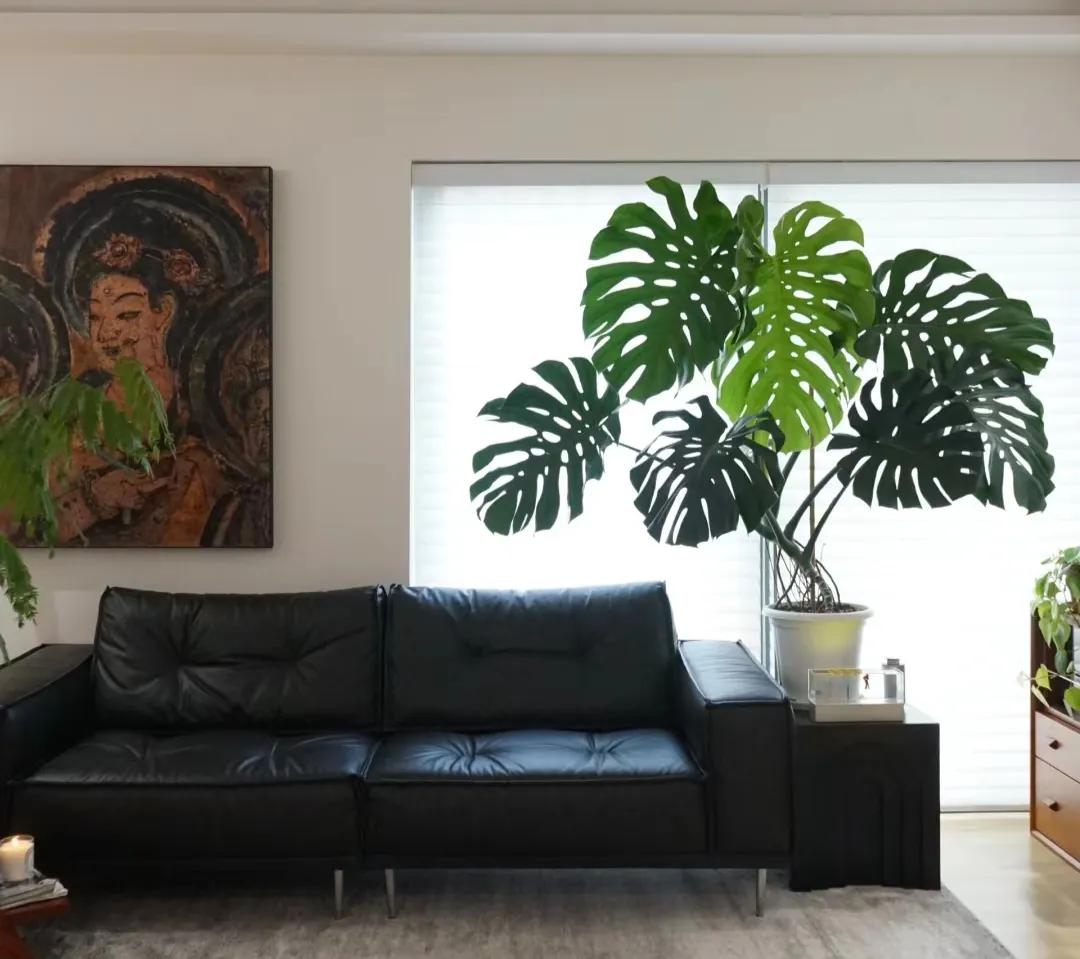 客廳裝飾植物_客廳綠植如何擺放_客廳裝飾綠植