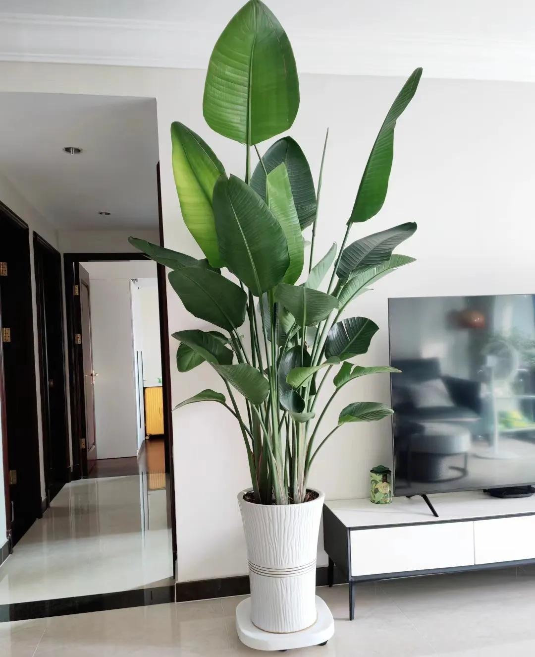 客廳綠植如何擺放_客廳裝飾植物_客廳裝飾綠植