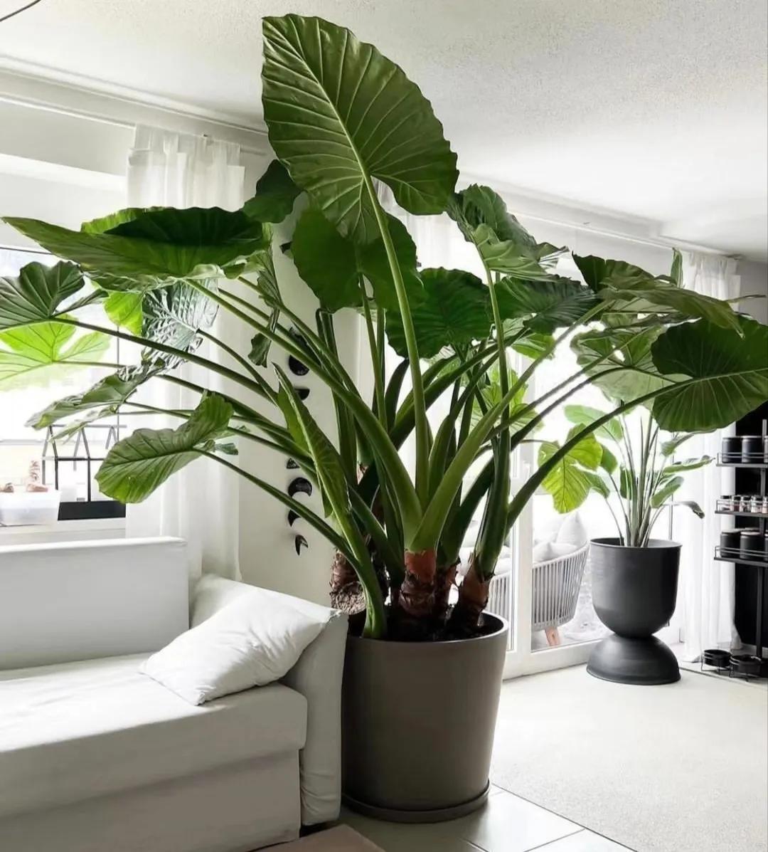 客廳裝飾植物_客廳綠植如何擺放_客廳裝飾綠植