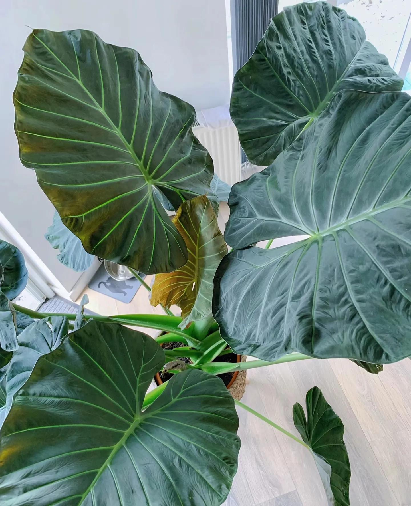 客廳裝飾綠植_客廳綠植如何擺放_客廳裝飾植物