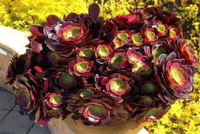 多肉紫羊絨，顏值高，爆頭快，養護牢記“9個字”，最適合新手