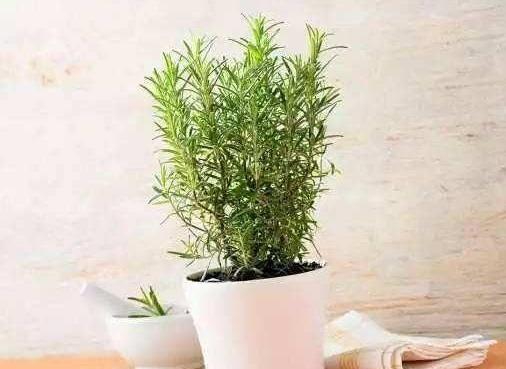 什么樣的花草好看又好養？滿足3個條件，沒經驗也能養好花