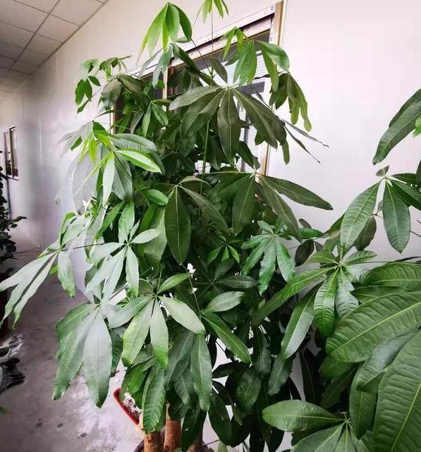 居家養什么花草植物好_居家養花有哪些好處_花草居家養植物好養活嗎