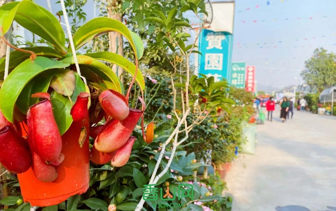 珠海花卉市場批發市場_珠海市花卉批發市場_珠海花卉市場哪里便宜