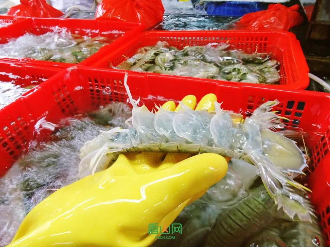 珠海花卉市場哪里便宜_珠海市花卉批發市場_珠海花卉市場批發市場