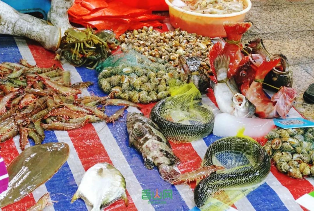 珠海花卉市場哪里便宜_珠海市花卉批發市場_珠海花卉市場批發市場