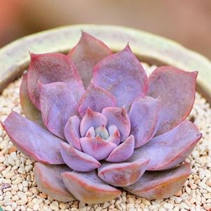 多肉海琳娜_多肉植物海琳娜_多肉海琳娜好養嗎