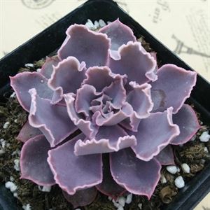 多肉海琳娜_多肉植物海琳娜_多肉海琳娜好養嗎