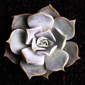 多肉植物海琳娜_多肉海琳娜好養嗎_多肉海琳娜