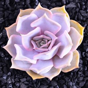 多肉植物海琳娜_多肉海琳娜_多肉海琳娜好養嗎