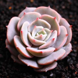 多肉海琳娜_多肉海琳娜好養嗎_多肉植物海琳娜