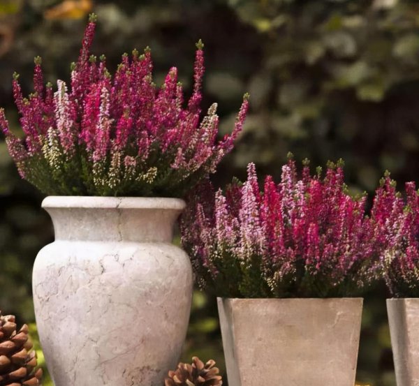 代表高冷孤傲的花有哪些 象征冷漠但又溫柔的花