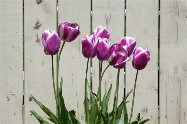 多肉四海波(多肉四海波有幾種)