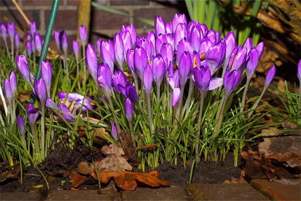 新疆綠植(新疆綠植開白花)