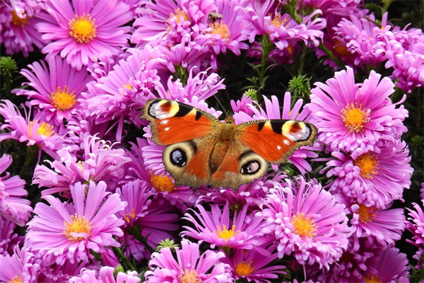 鄂州鮮花訂購(鄂州鮮花訂購平臺)