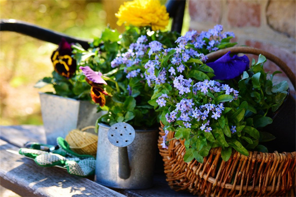 昆明斗南花卉市場鮮花批發(fā)價格(昆明斗南花卉市場鮮花批發(fā)價格干花)