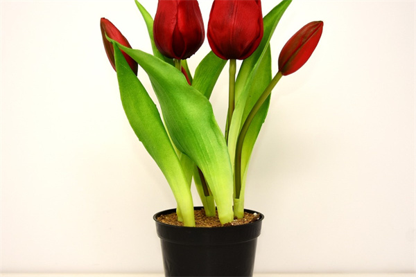 哪些室內綠植比較好養(哪些室內綠植比較好養殖)