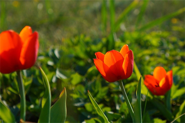 送男的花束(送男的花束卡片上寫什么)