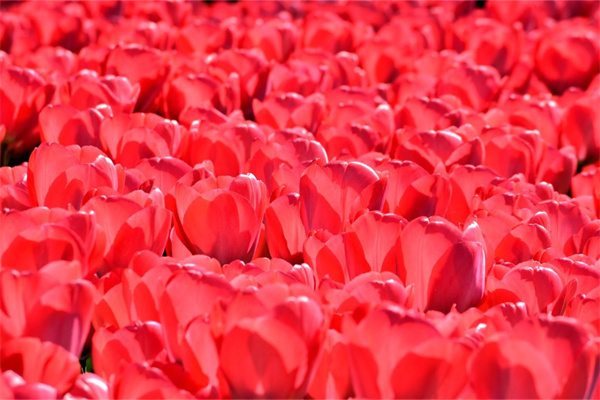 耐曬耐熱耐寒植物(耐曬耐高溫耐寒的常綠植物)