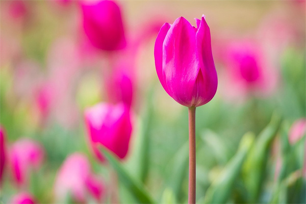 盆栽大型花卉(盆栽大型花卉圖片)