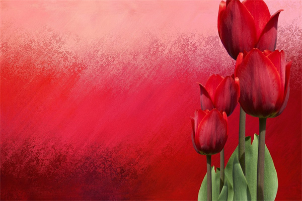 和女朋友認(rèn)錯送什么花(給女朋友承認(rèn)錯誤送什么花)