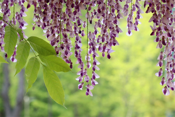 速遞鮮花配送(鮮花速遞行業哪家好)