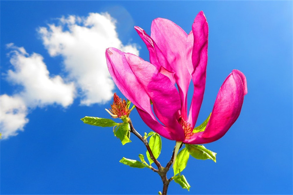 不怕嚴寒的花有哪些(不怕嚴寒和酷暑的花卉綠植)