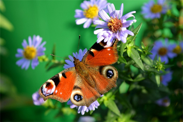 像玫瑰的多肉(像玫瑰的多肉粉色)