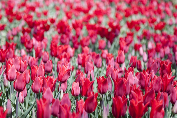 花木室內盆栽(室內裝飾盆景花木)