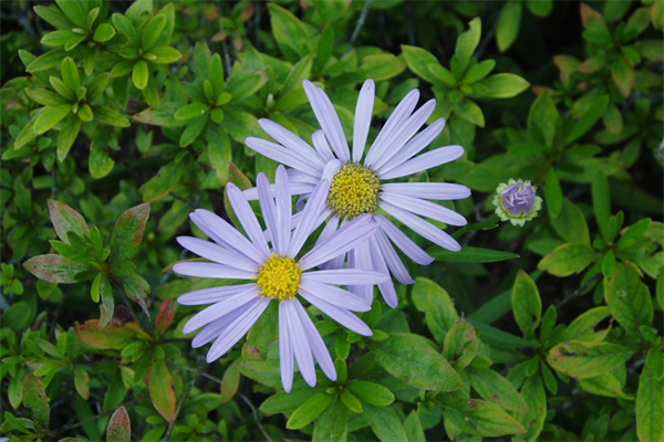 好養適合陽臺的植物(適合陽臺養的綠植)