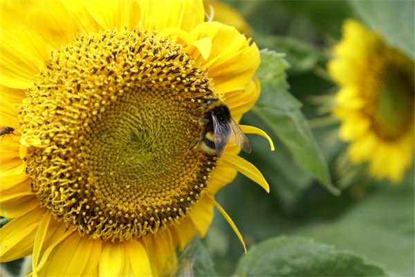 男孩子過生日送什么花合適(男孩子過生日送什么花合適呢)