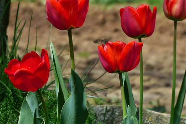 客廳哪種綠植好養(客廳哪種綠植好養又好看)