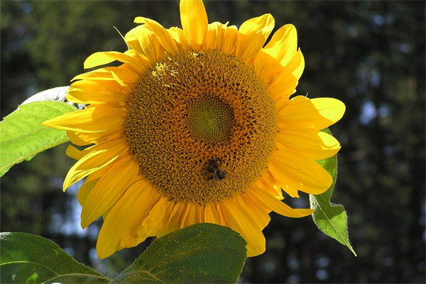 什么花適合在父親節送給父親呢(父親節適合送哪種花)