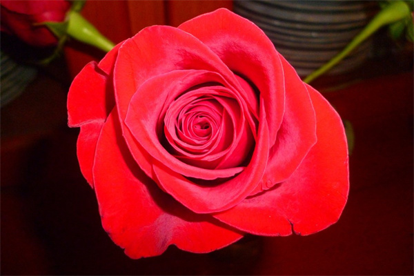 給自己喜歡的女士送花送什么花(送自己喜歡的女生什么花)