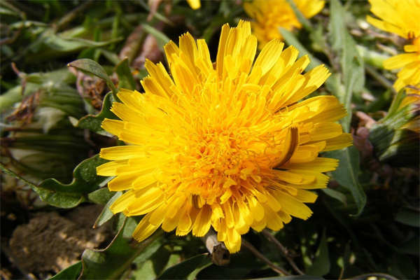 送什么花給女人(送什么花給女人比較好)