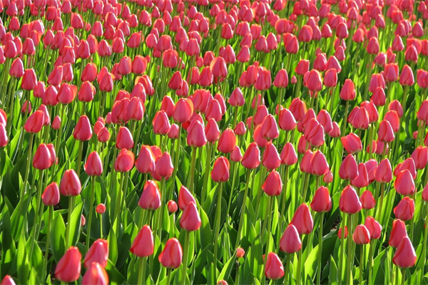 媳婦過生日送花多少朵(媳婦過生日送啥花好)