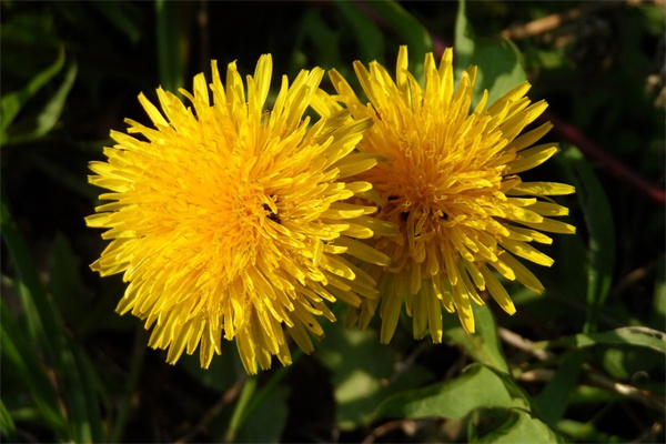 閨蜜過生日送鮮花一般送什么花(閨蜜過生日送鮮花一般送什么花束)