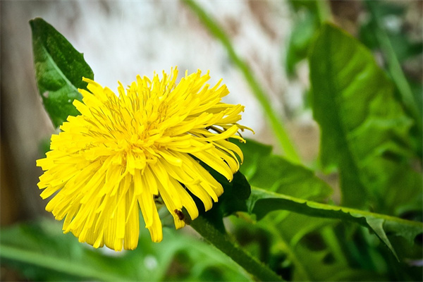 長期喝菊花和玫瑰花的功效(長期喝菊花和玫瑰花的功效美白)