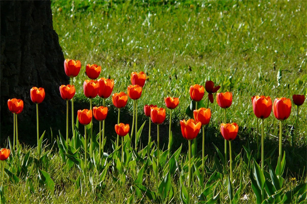 小方巾折玫瑰花(如何用方巾折成一朵玫瑰花)