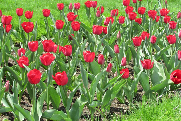 新家放什么植物寓意好(新家放什么綠植寓意好)