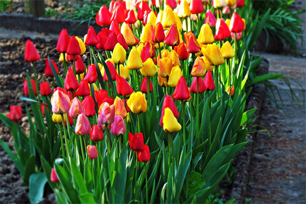 繡球花是不是一年四季都開花(繡球花是一年四季都開花的嗎)