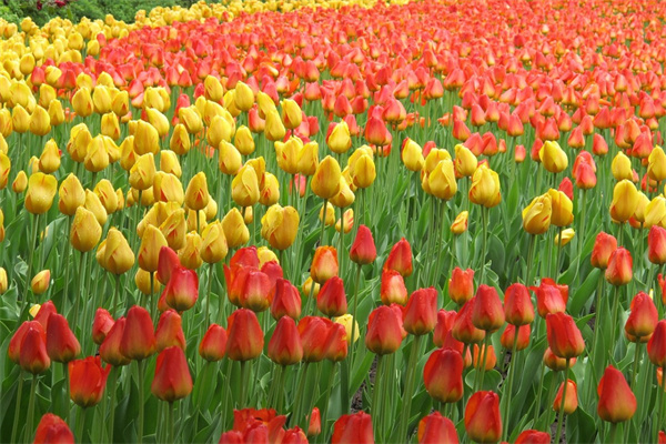 洛神玫瑰花茶的功效(洛神玫瑰花茶怎么做)