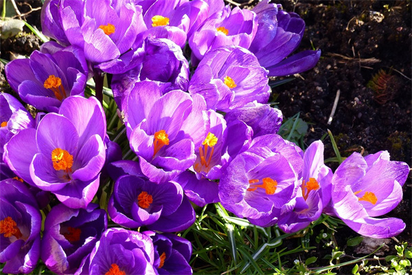 夏天還有什么花(夏天還有什么花什么樣子什么顏色)