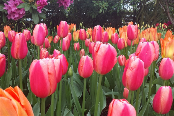 臥室內放什么植物最好(臥室內放什么植物最好風水)