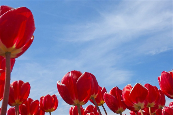 秋天適合種什么綠植(秋天適合種什么綠植呢)