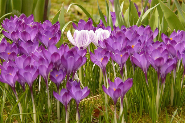 除了康乃馨還可以送母親什么花(母親節除了康乃馨還有什么花)