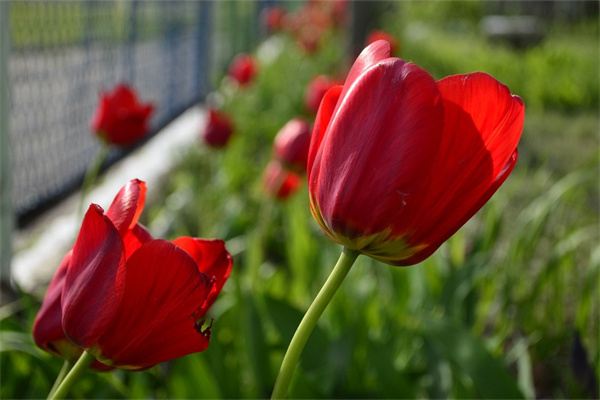小盆栽批發迷你植物(小型盆栽花卉批發價格)