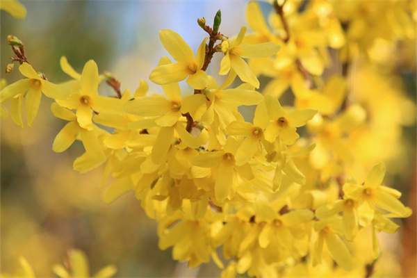 感謝女生送什么花(感謝女孩子送什么花)